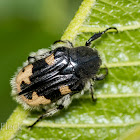 Fruit Chafer