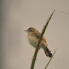 Zitting cisticola