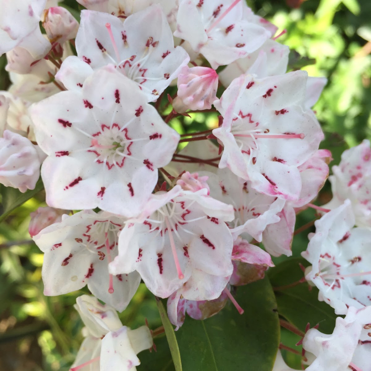 Mountain Laurel