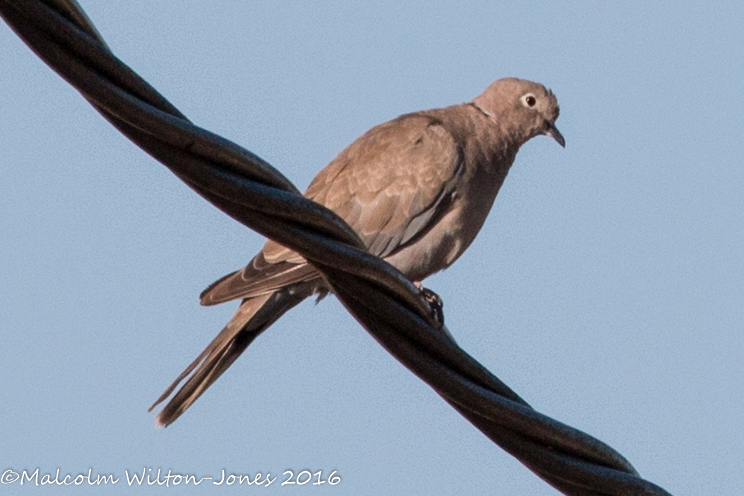 Collared Dove; Tórtola Turca