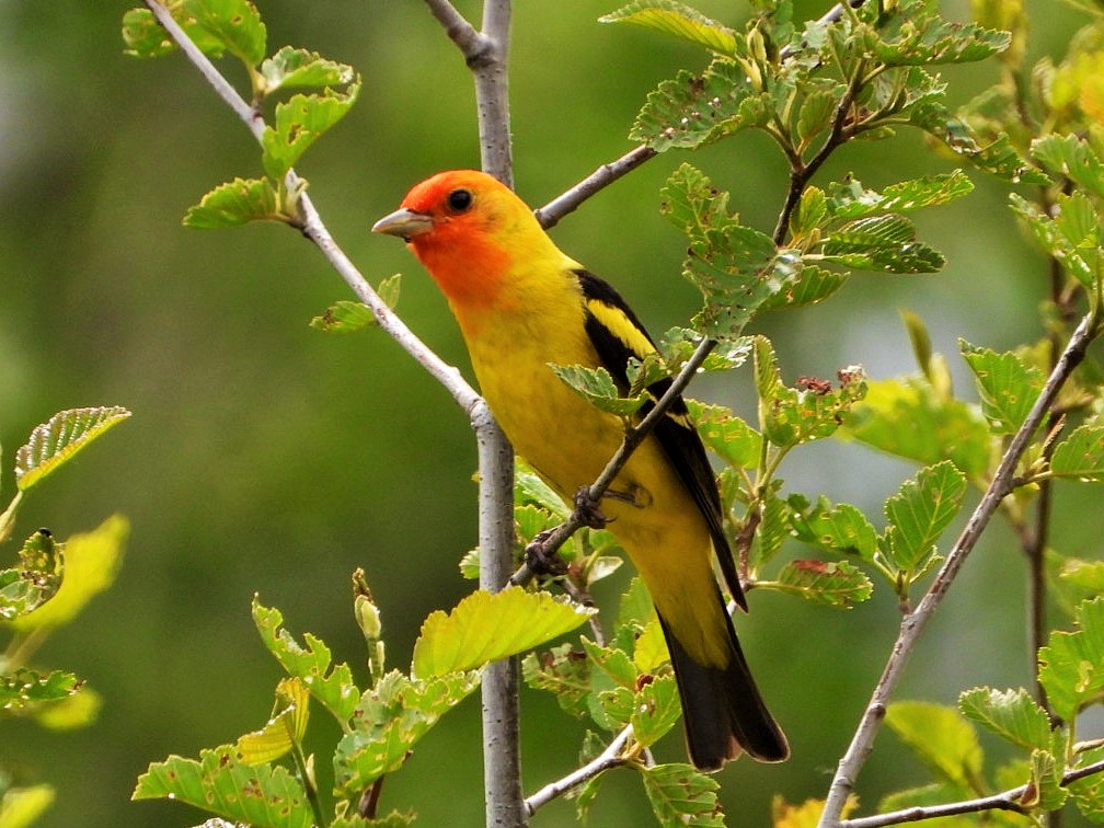 Western tanager (male)