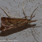 Pyralidae Moth