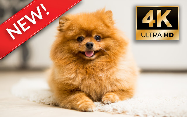 Pomeranian HD Wallpapers - Custom New Tab