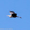 Grey Heron; Garza Real