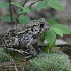 American Toad