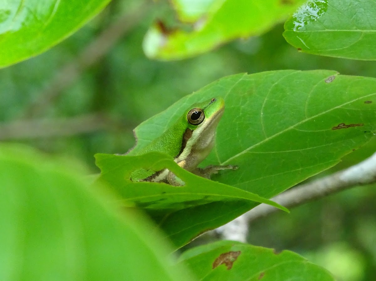 Northern Dwarf Tree-frog