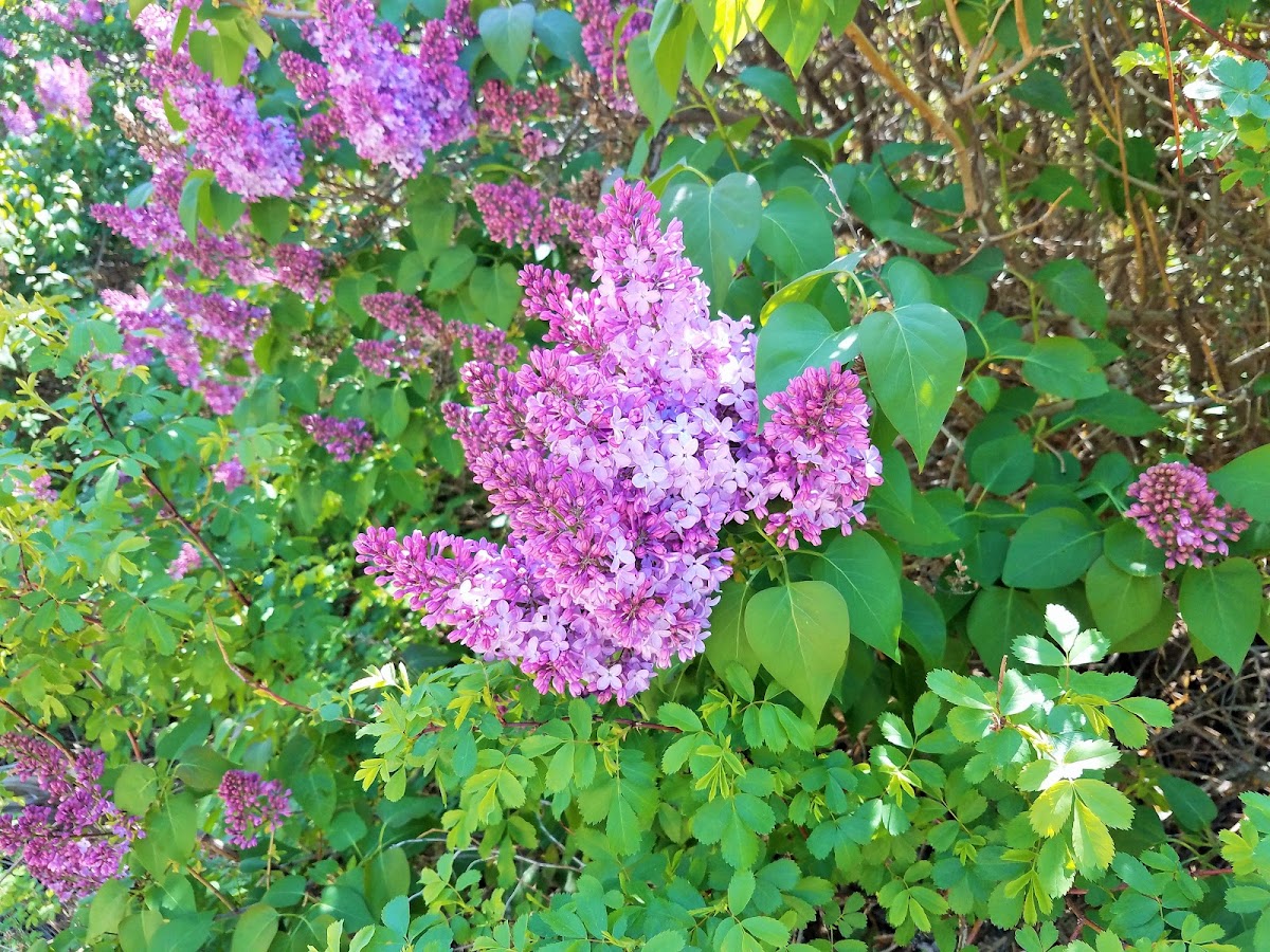 Common lilac