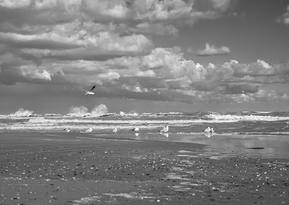 gabbiani al mare in tempesta di Pescara62