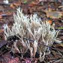 Crested Coral Mushroom