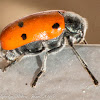 6-spot Leaf Beetle