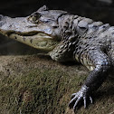 Spectacled Caiman