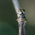 Neoitamus Robberfly