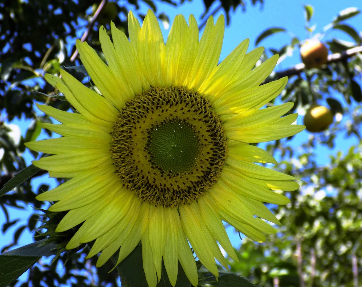 Sunflower