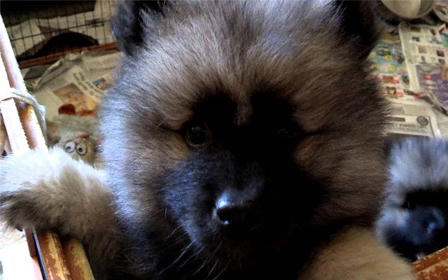 Keeshond Thema en nieuw tabblad