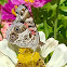 American Painted Lady