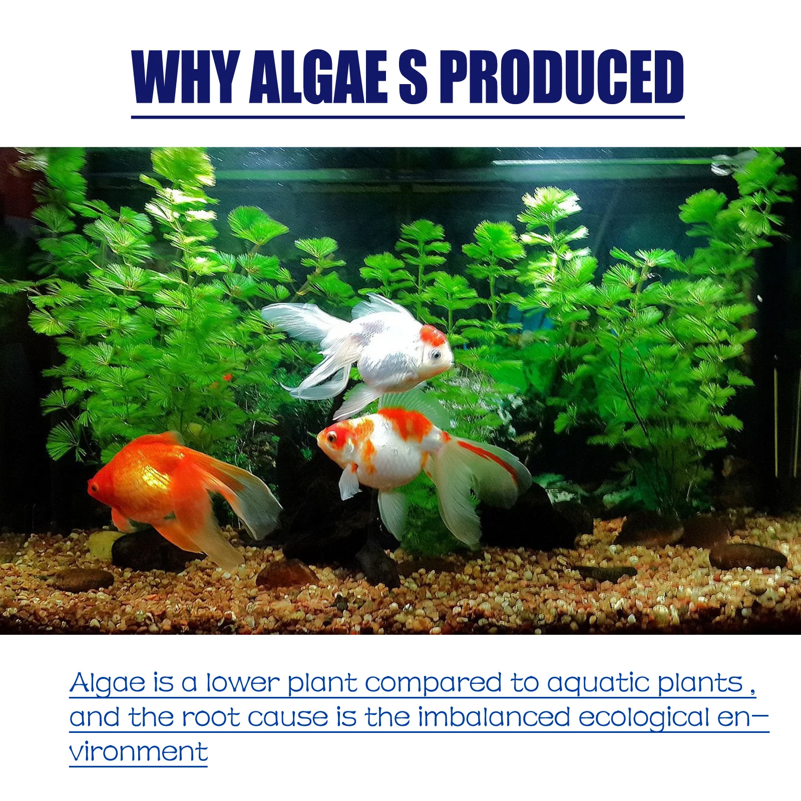 Title 5, Agent anti-algues et anti-mousse pour aquarium....