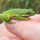 Green Treefrog