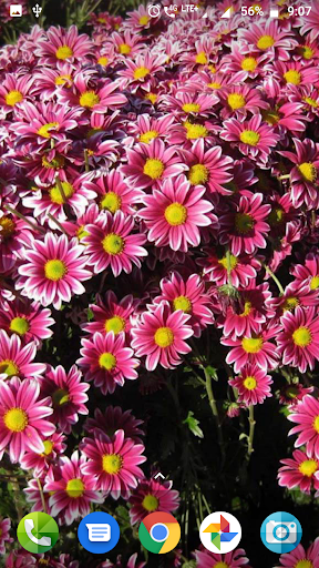 Colourful Flower Hd Wallpaper