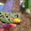 Mexican Bean Beetle, larva