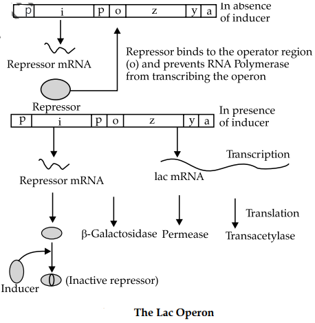 Solution Image