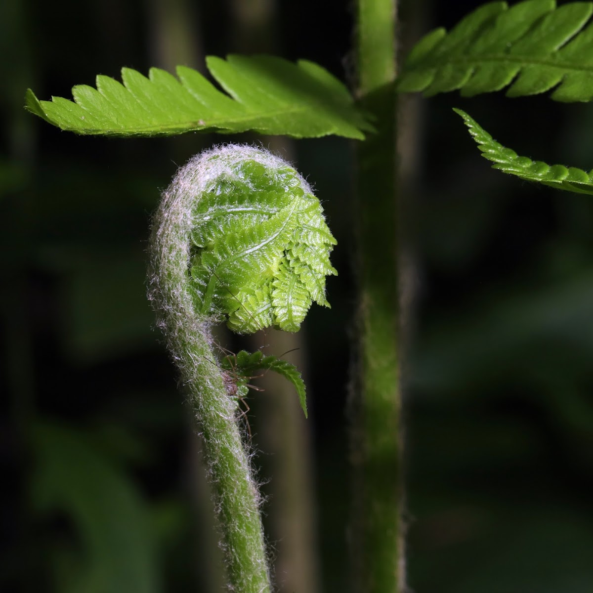 Cinnamon Fern (Fiddlehead)