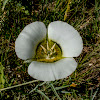 Mariposa Lily