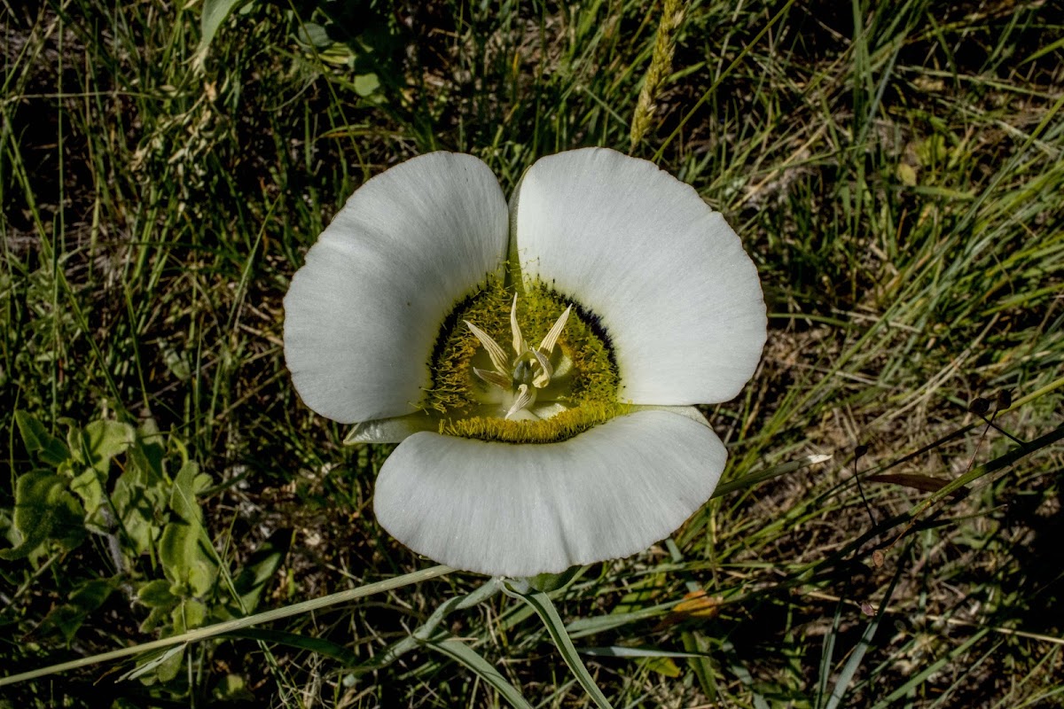 Mariposa Lily