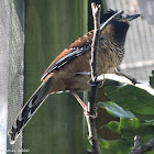 Spotted Laughingthrush