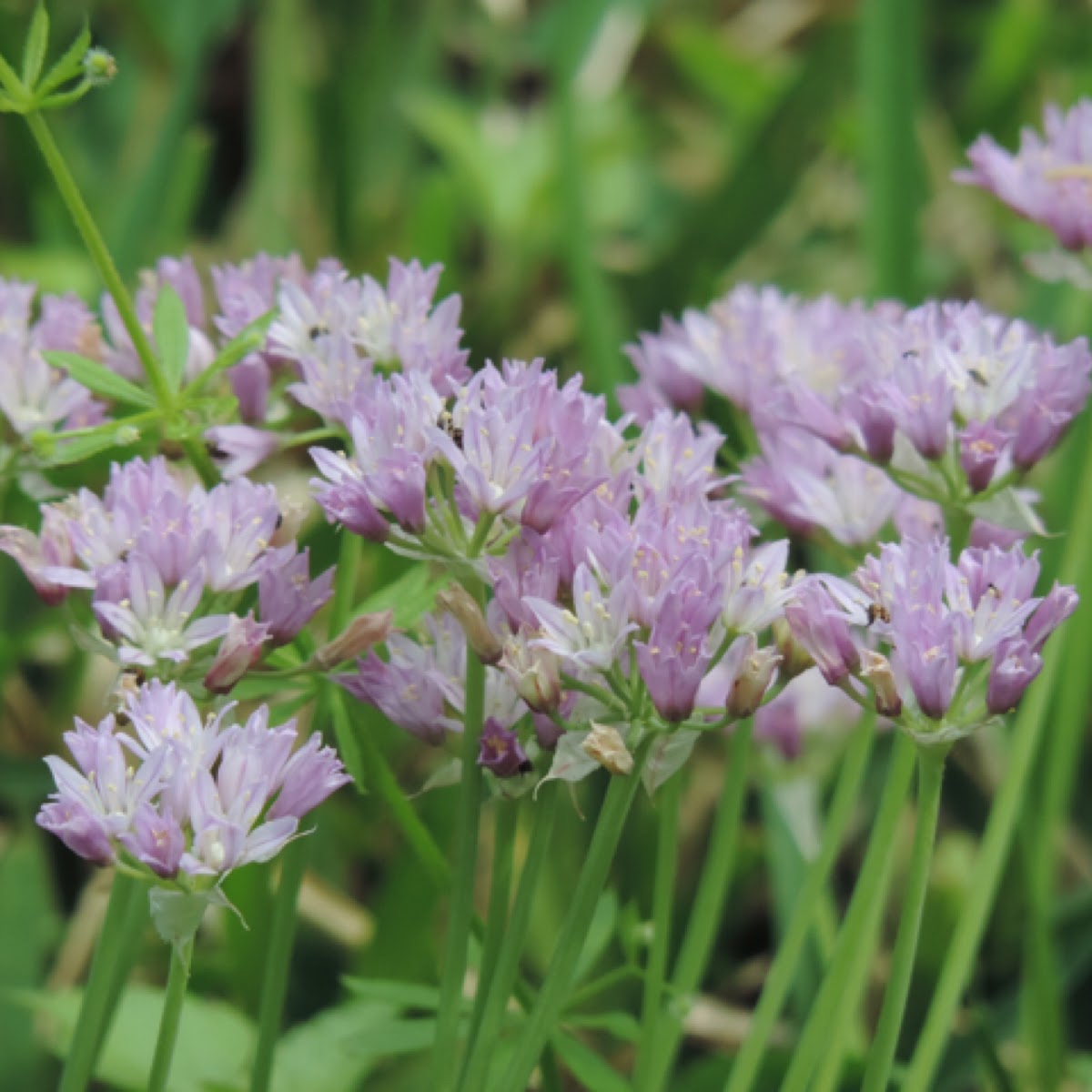 Drummond's Wild Onion