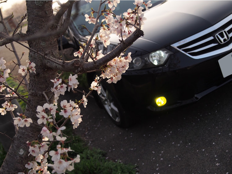 アコードツアラーの桜と愛車・桜とコラボに関するカスタム事例の投稿画像1枚目