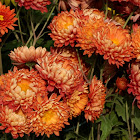 Chrysanths