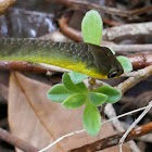 Green Tree Snake