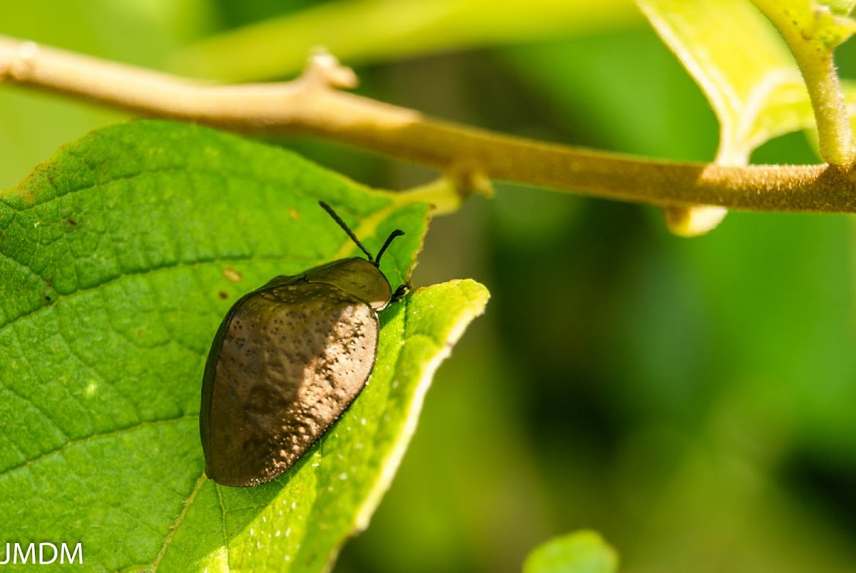 Bronze Tortoise beetle