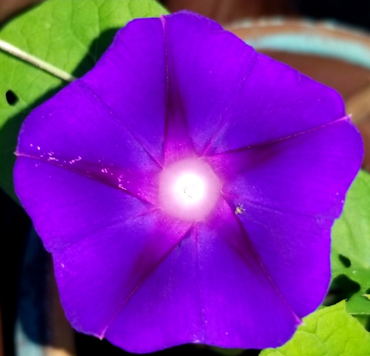 common morning-glory