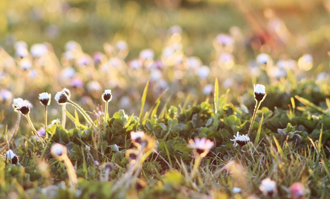 daisies di Laura Gentili