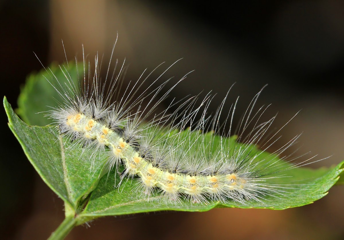 Fall Webworm Caterpillar