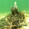 Ragged sea hare. Liebre de mar andrajosa