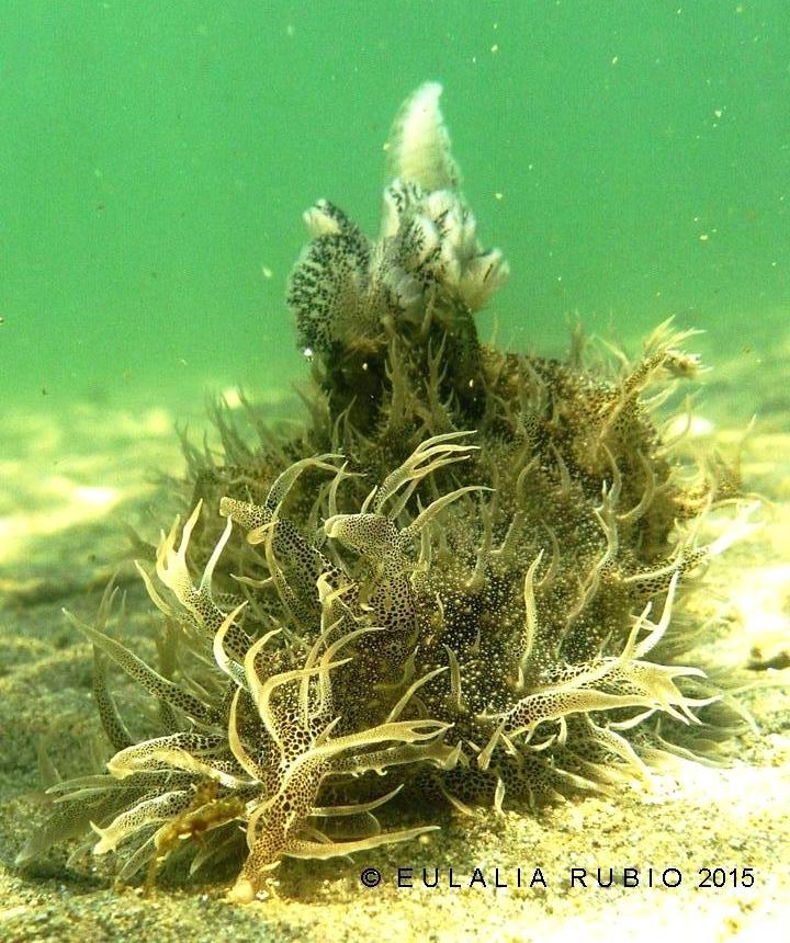 Ragged sea hare. Liebre de mar andrajosa