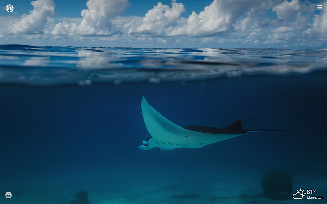 Manta Ray HD Wallpapers New Tab Theme