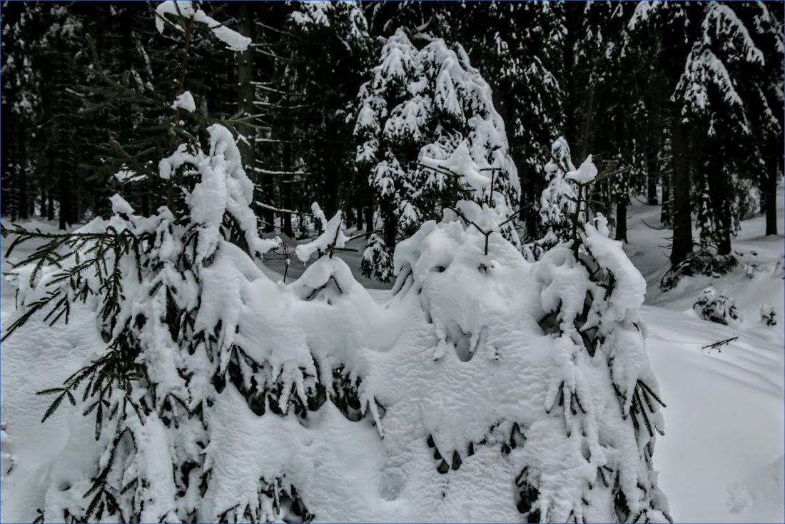 Тюрингенский лес (Thüringer Wald) и Айзенах в январе 2022.