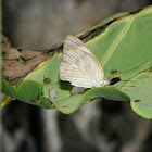 Great Southern White