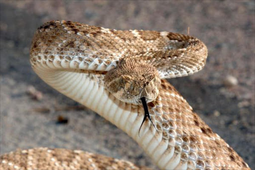 The venomous puff adder