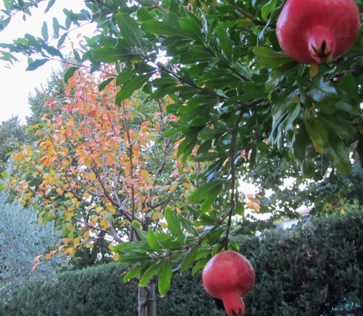 Giardino d'autunno di carto