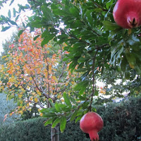 Giardino d'autunno di 