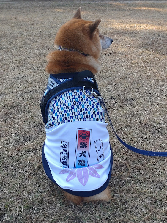 カローラツーリングのホイールショット・お題に乗っかってみた・workwheels・柴犬ノア号・甲山森林公園に関するカスタム事例の投稿画像13枚目