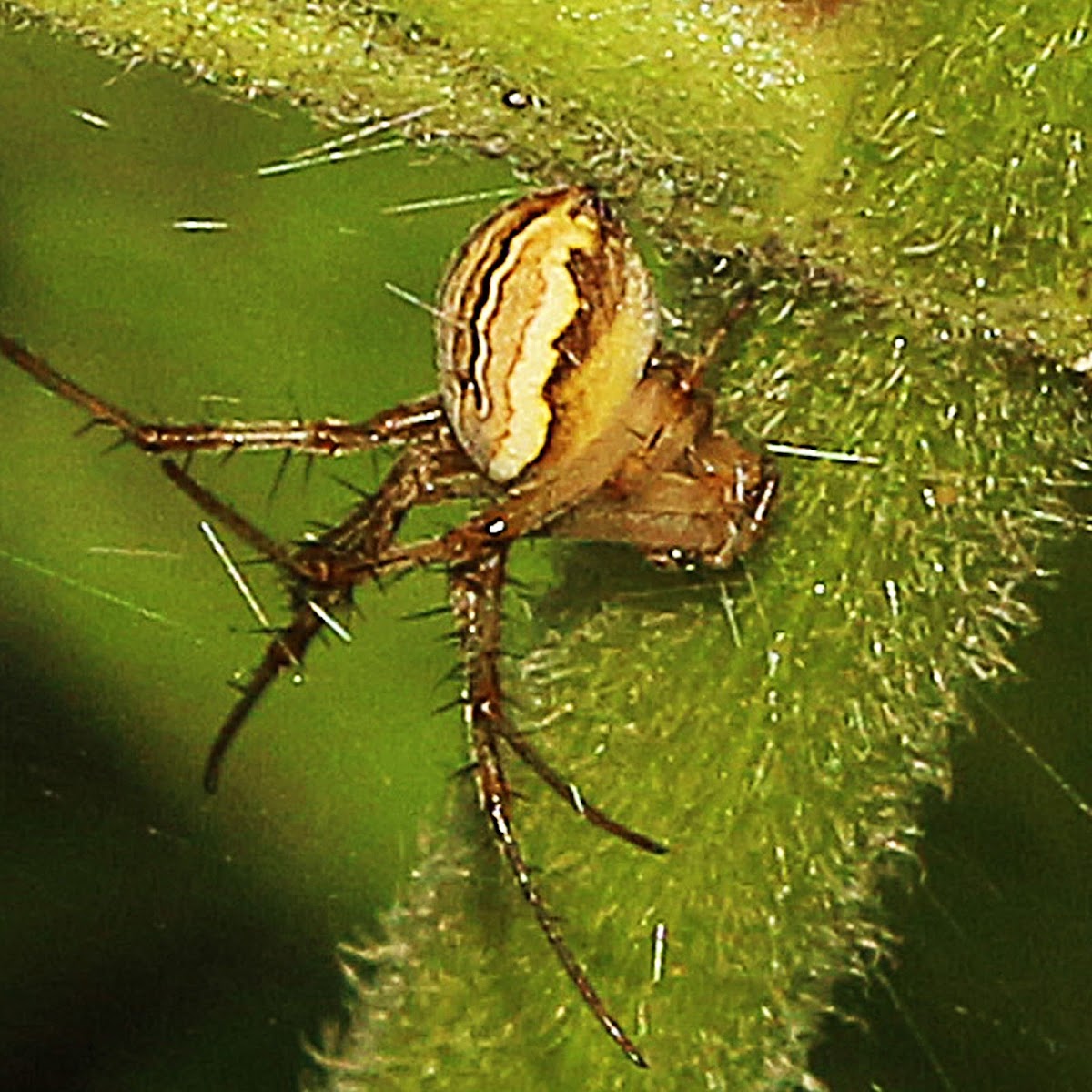 Orb-weaver Spider