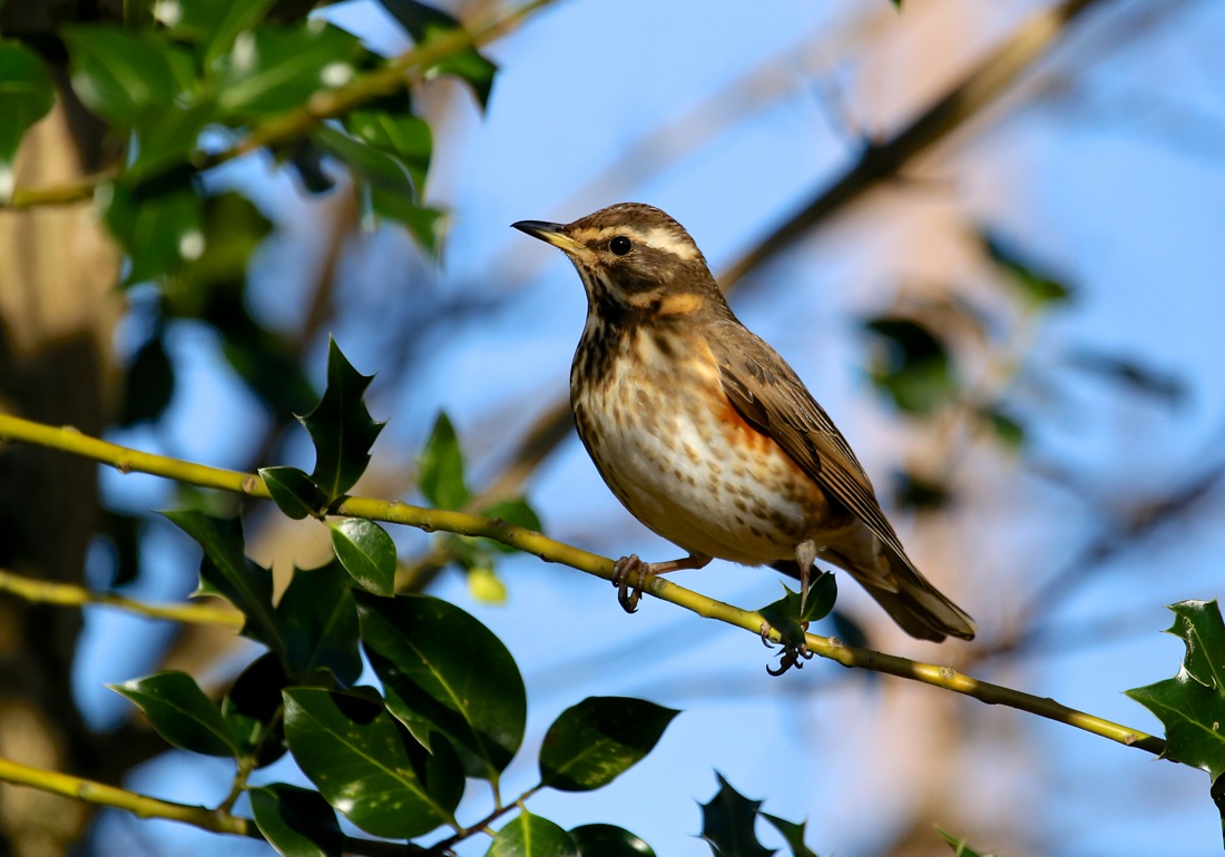 Redwing