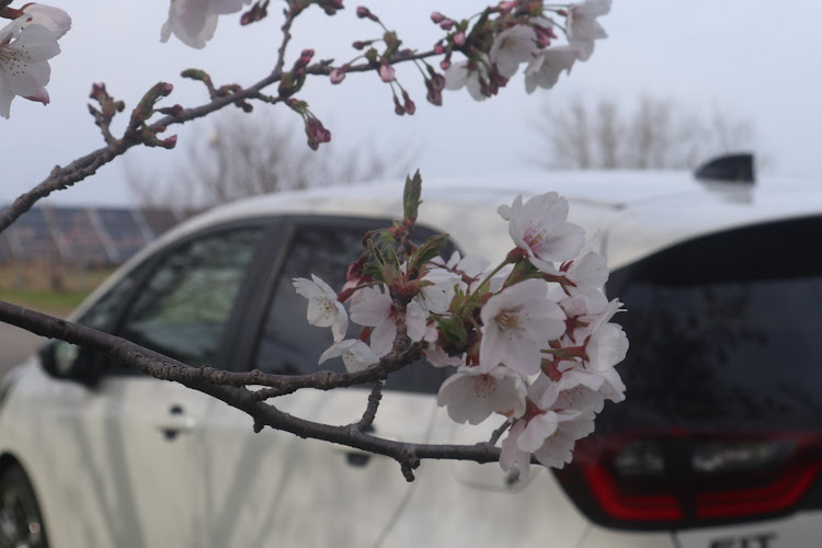 フィットの石川県・FIT RS・桜コラボ・サクラと愛車・ドライブに関するカスタム事例の投稿画像3枚目