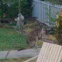 Western Grey Kangaroo