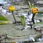 Yellow water lily